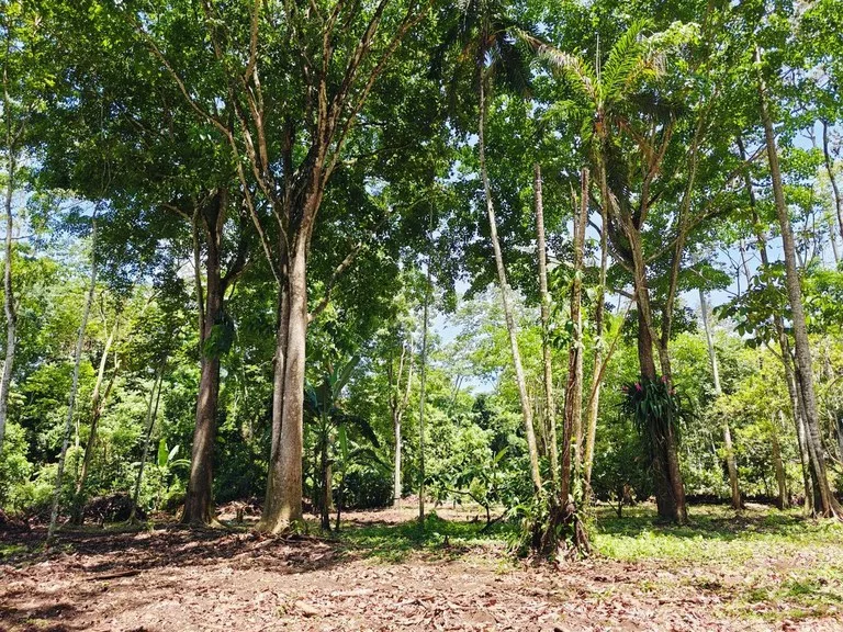 ID 836: Lot 3 - 5210 sqm - New Development on Old Yard Road, Cahuita - 300 Meters to the Beach, photo 2