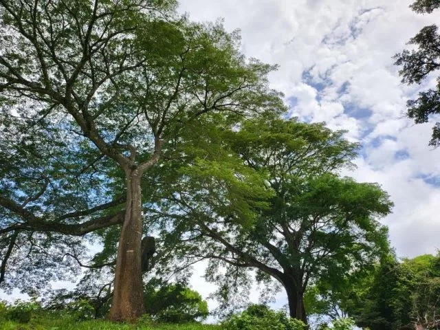 Agricultural Land in Tierras Morenas, photo 6