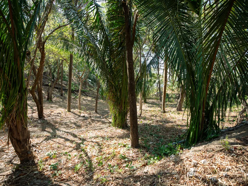 Land For Sale in Nosara, photo 13