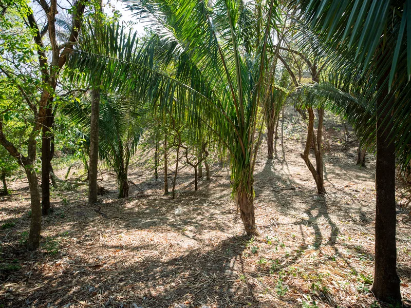 Land For Sale in Nosara, photo 8