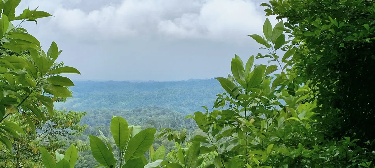 This stunning 64-hectare ,( 158 acres) ,property is located in La Palma, Puerto Jiménez. - REMAX Jungle Properties | Pavones Golfito Real Estate