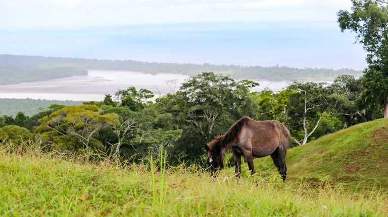 Unique Development Property Overlooking the Pristine Golfito Bay and Golfo Dulce