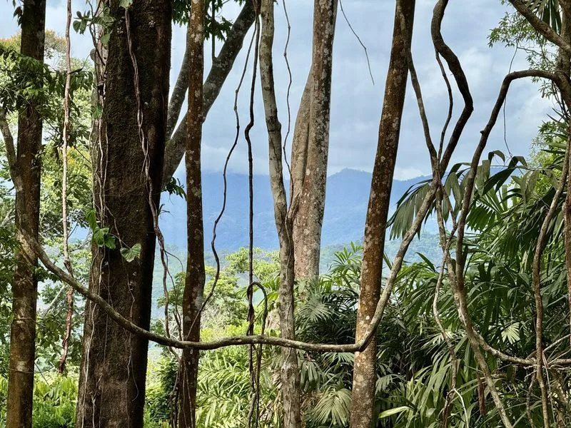 Land For Sale in Dominical, photo 4