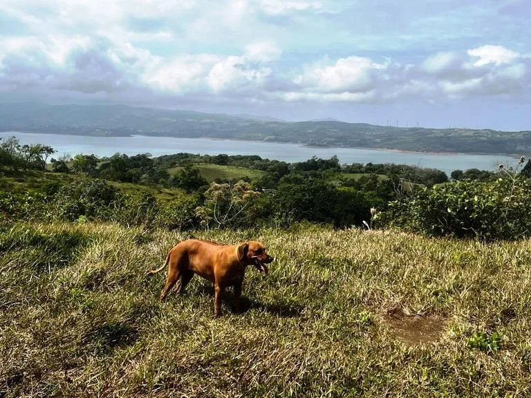 Agricultural Land in Río Piedras, photo 6