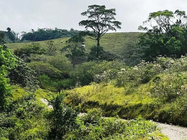 Agricultural Land in Río Piedras, photo 7
