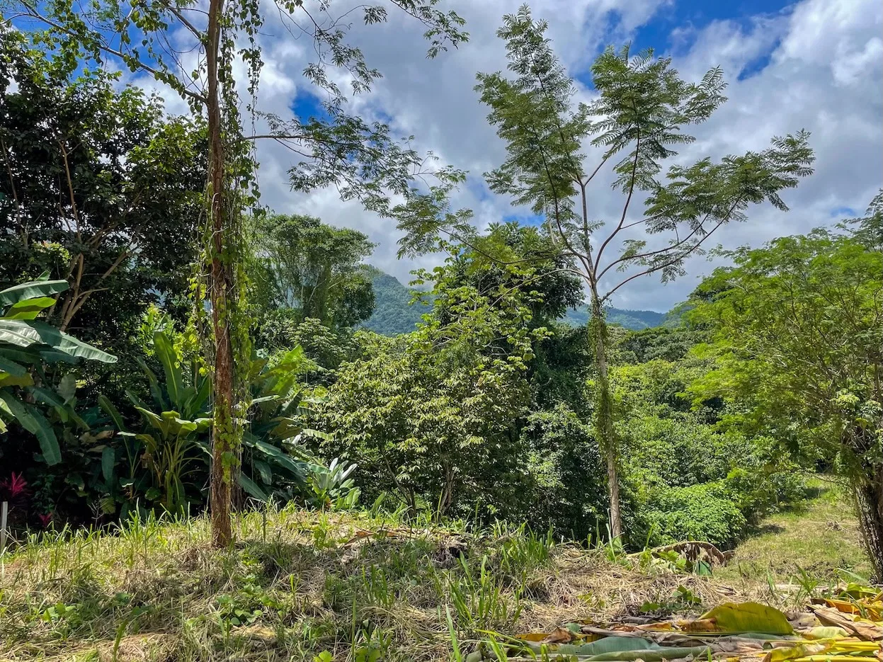 BUILDING PROPERTY WITH TREES VIEWS, IN OJOCHAL – 1.6 ACRES, photo 11