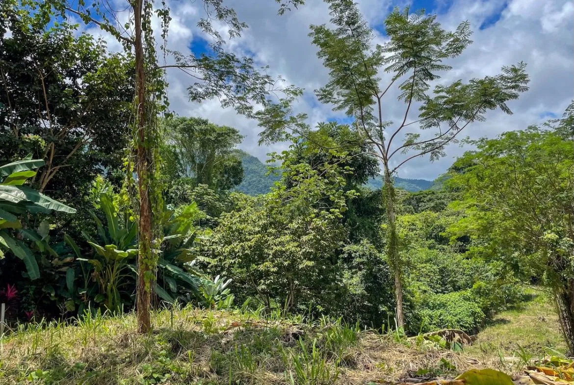 BUILDING PROPERTY WITH TREES VIEWS, IN OJOCHAL – 1.6 ACRES, photo 12