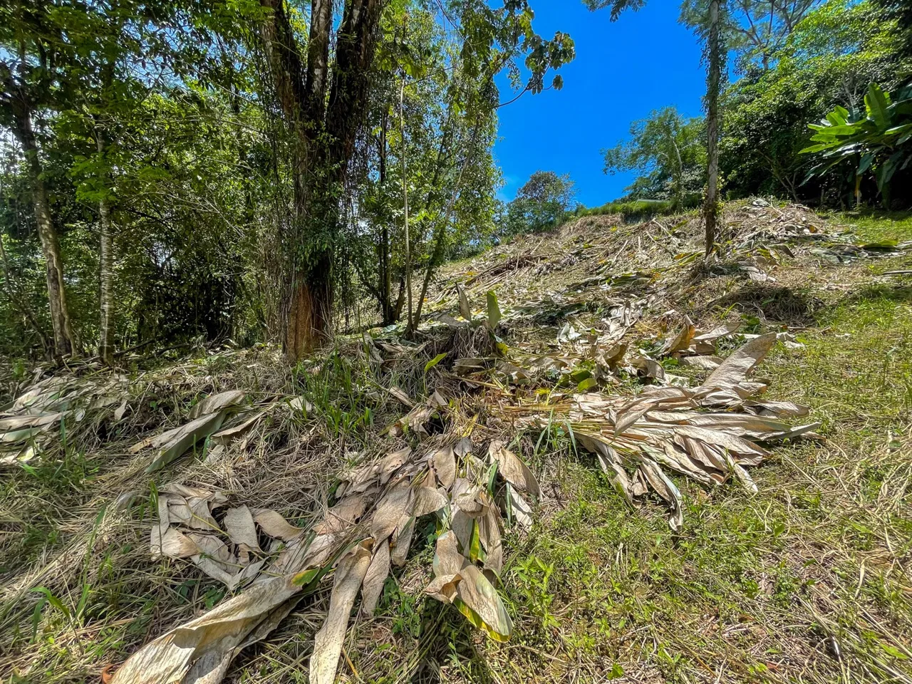BUILDING PROPERTY WITH TREES VIEWS, IN OJOCHAL – 1.6 ACRES, photo 15