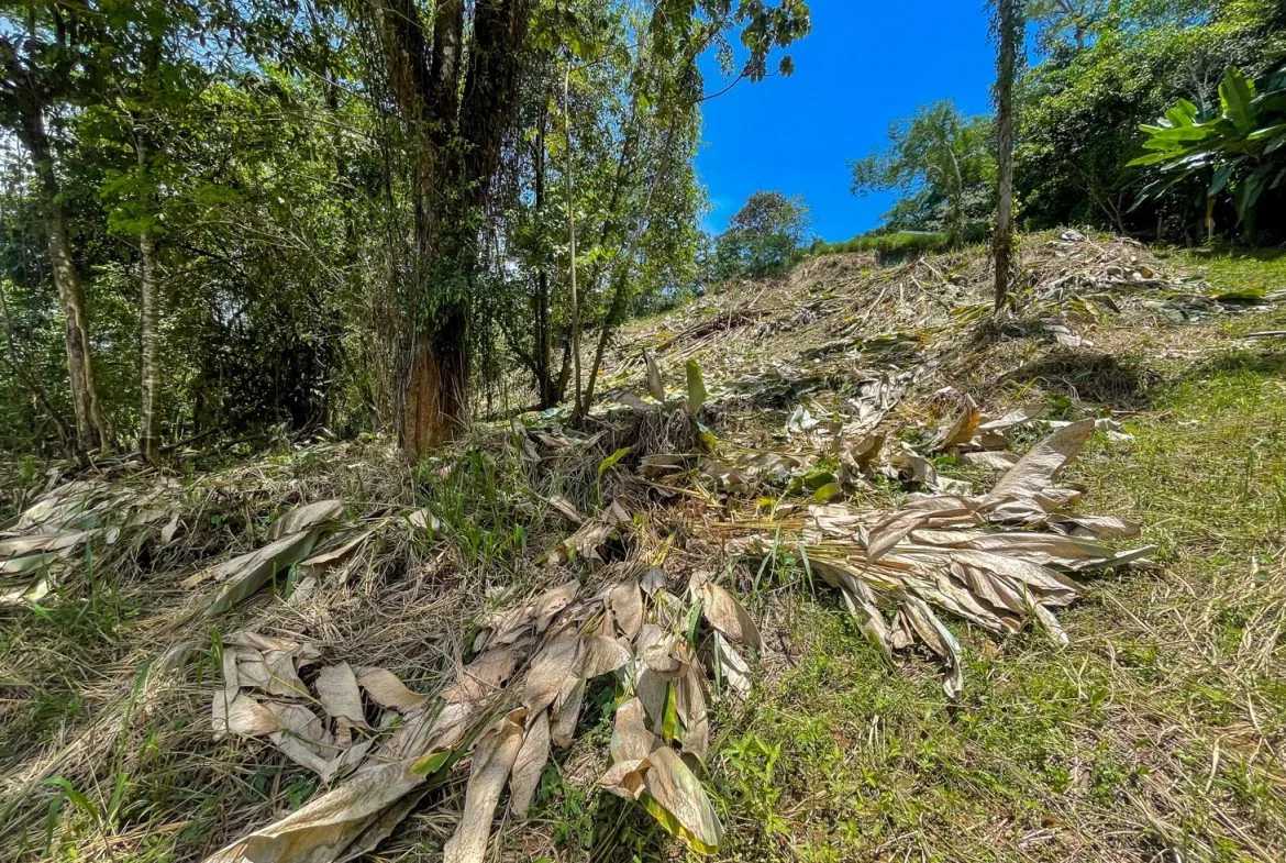 BUILDING PROPERTY WITH TREES VIEWS, IN OJOCHAL – 1.6 ACRES, photo 16