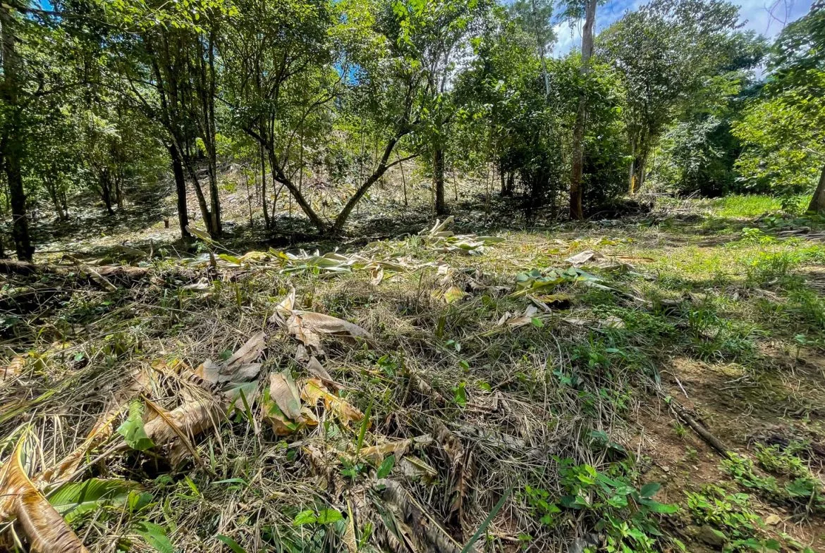 BUILDING PROPERTY WITH TREES VIEWS, IN OJOCHAL – 1.6 ACRES, photo 18