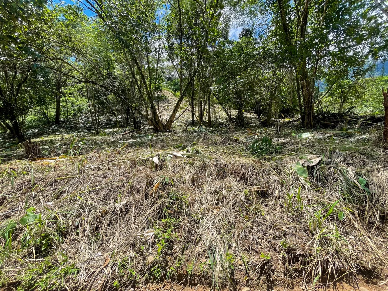 BUILDING PROPERTY WITH TREES VIEWS, IN OJOCHAL – 1.6 ACRES, photo 19