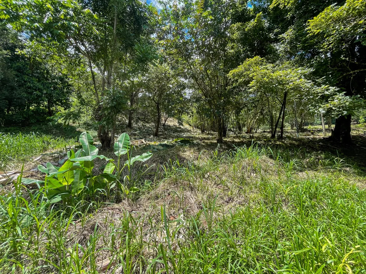 BUILDING PROPERTY WITH TREES VIEWS, IN OJOCHAL – 1.6 ACRES, photo 23
