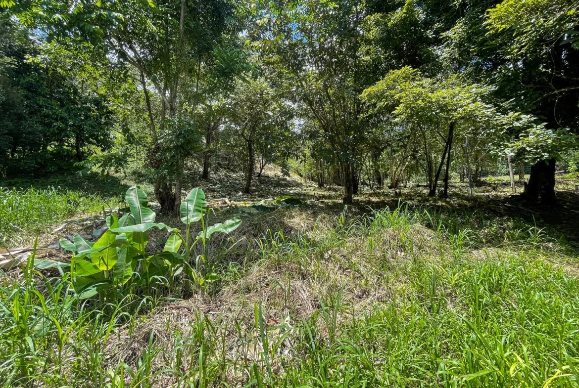 BUILDING PROPERTY WITH TREES VIEWS, IN OJOCHAL – 1.6 ACRES, photo 24