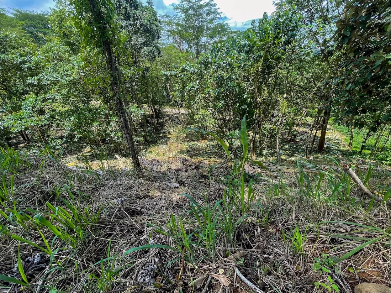 BUILDING PROPERTY WITH TREES VIEWS, IN OJOCHAL – 1.6 ACRES, photo 5