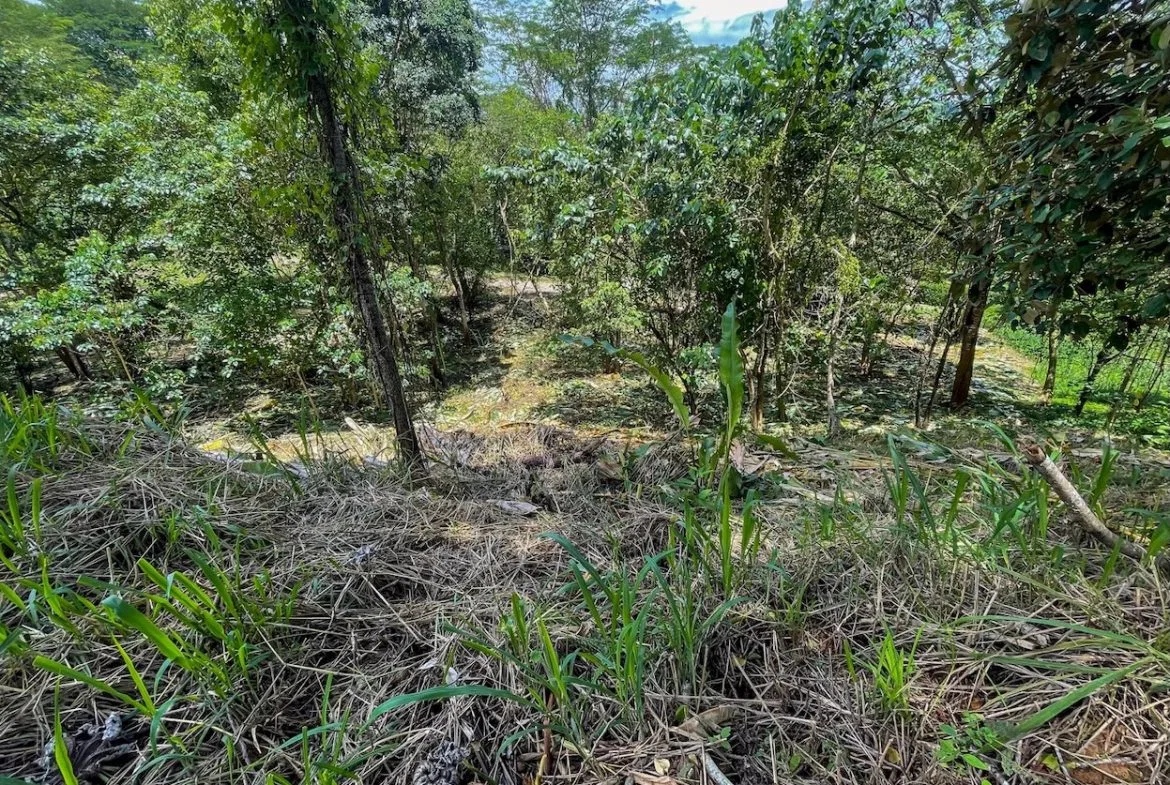 BUILDING PROPERTY WITH TREES VIEWS, IN OJOCHAL – 1.6 ACRES, photo 6