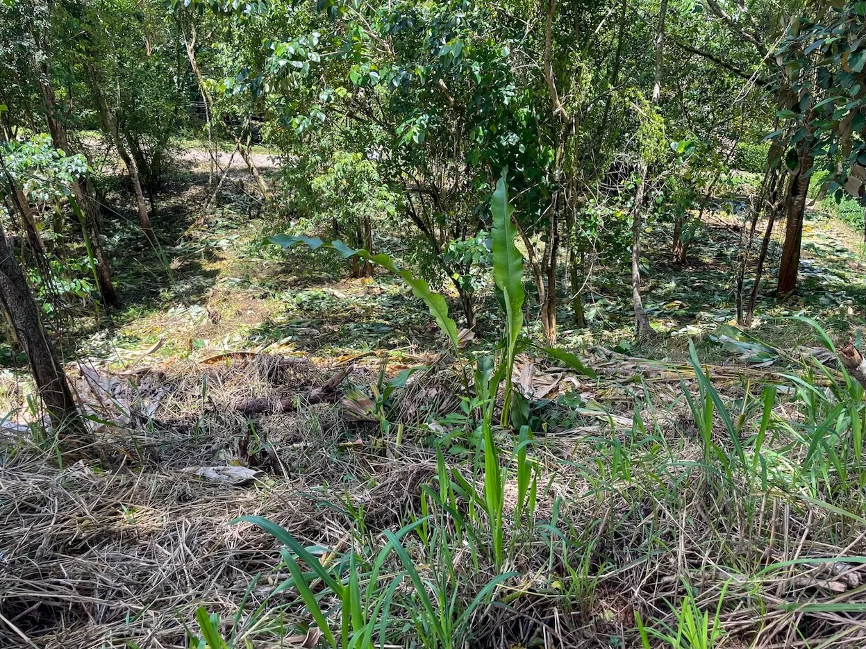 BUILDING PROPERTY WITH TREES VIEWS, IN OJOCHAL – 1.6 ACRES, photo 7