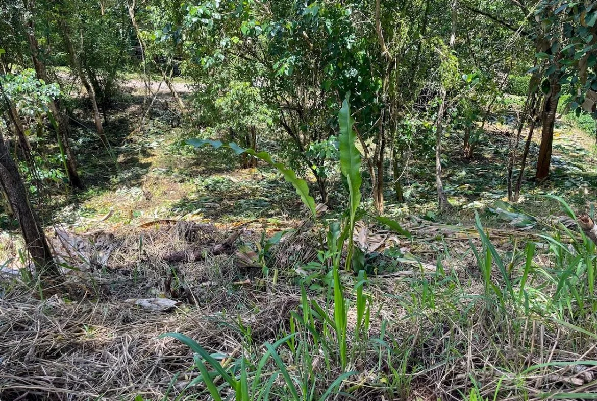 BUILDING PROPERTY WITH TREES VIEWS, IN OJOCHAL – 1.6 ACRES, photo 8