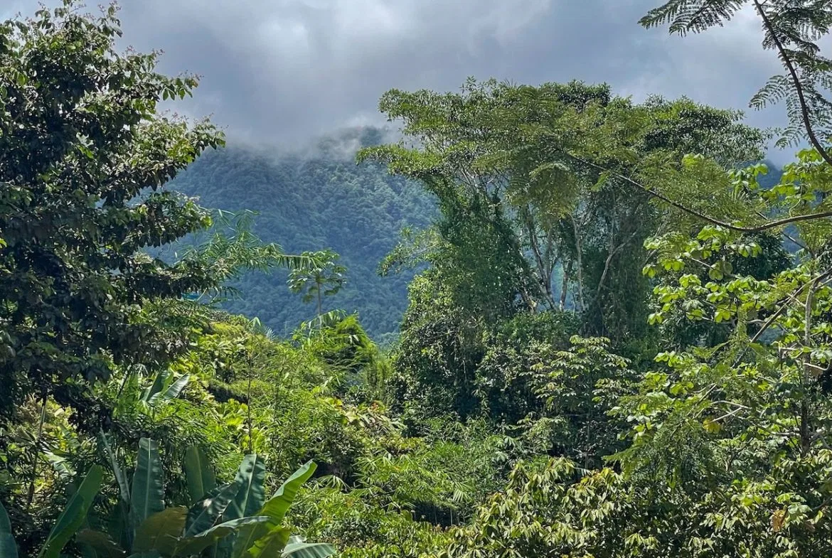 BUILDING PROPERTY WITH TREES VIEWS, IN OJOCHAL – 1.6 ACRES, photo 10