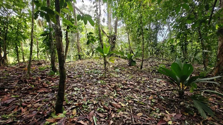 ID 1028: Expansive Multi Level Titled Parcel with Privacy and Development Flexibility, photo 7