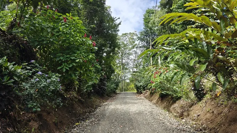 ID 1028: Expansive Multi Level Titled Parcel with Privacy and Development Flexibility, photo 8