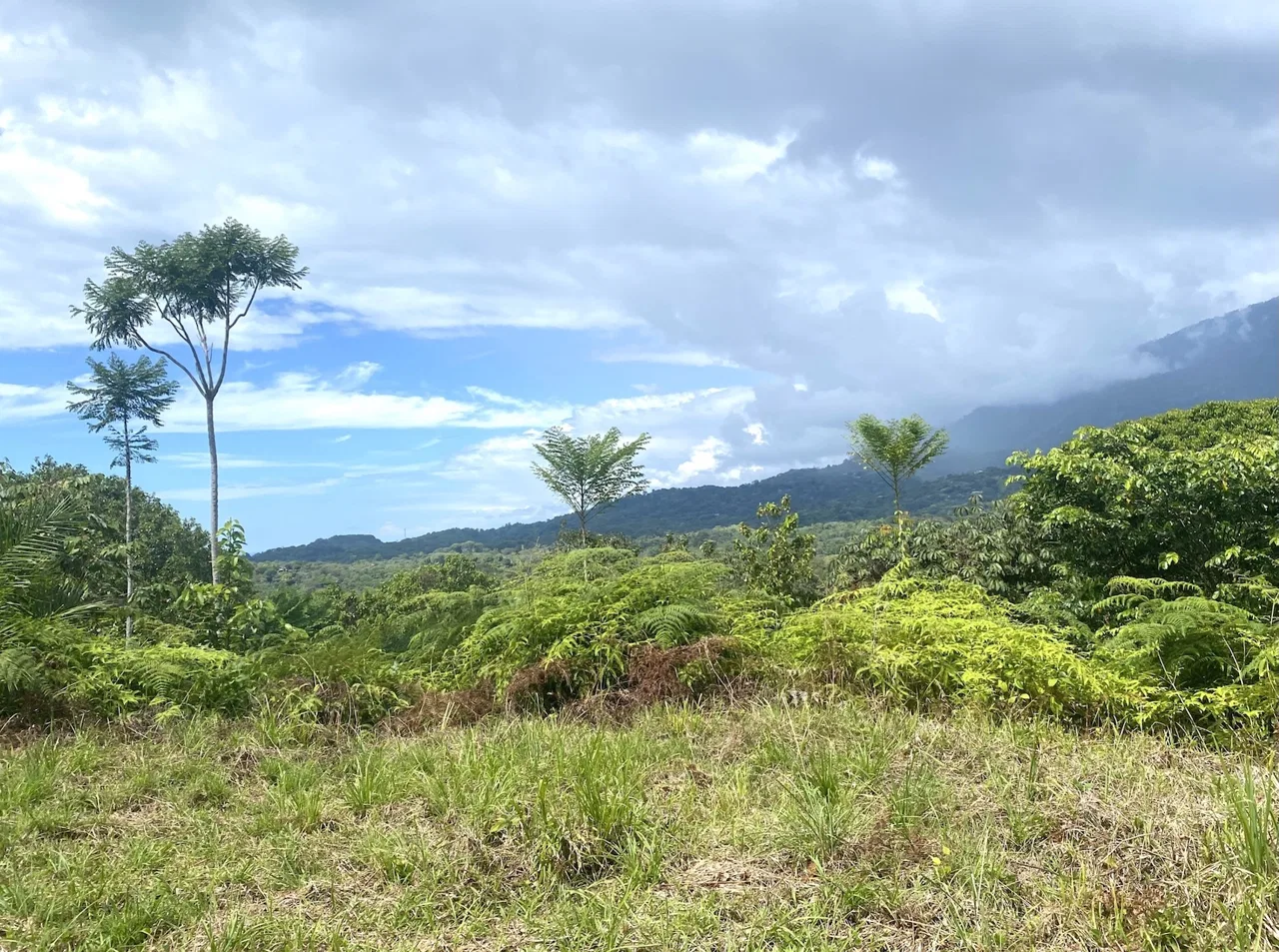 MOUNTAIN PROPERTY WITH OCEAN VIEWS AND SUNSET, IN OJOCHAL – 1.92 ACRES, photo 19