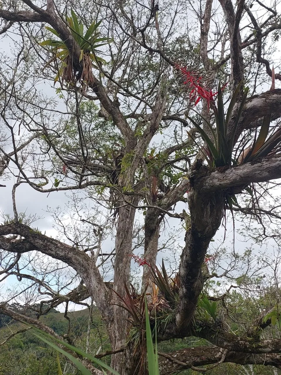 For Sale: 4.9-Hectare Estate of Nature and Fruit Trees in Alto Esperanzas – Open Views &amp; Total Privacy, photo 6
