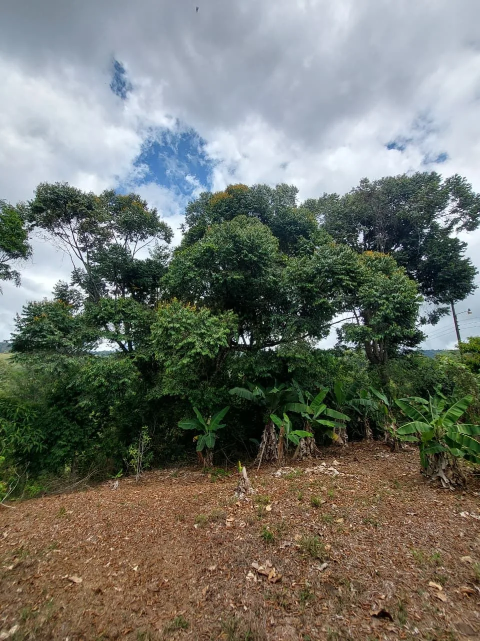 For Sale: 4.9-Hectare Estate of Nature and Fruit Trees in Alto Esperanzas – Open Views &amp; Total Privacy, photo 7