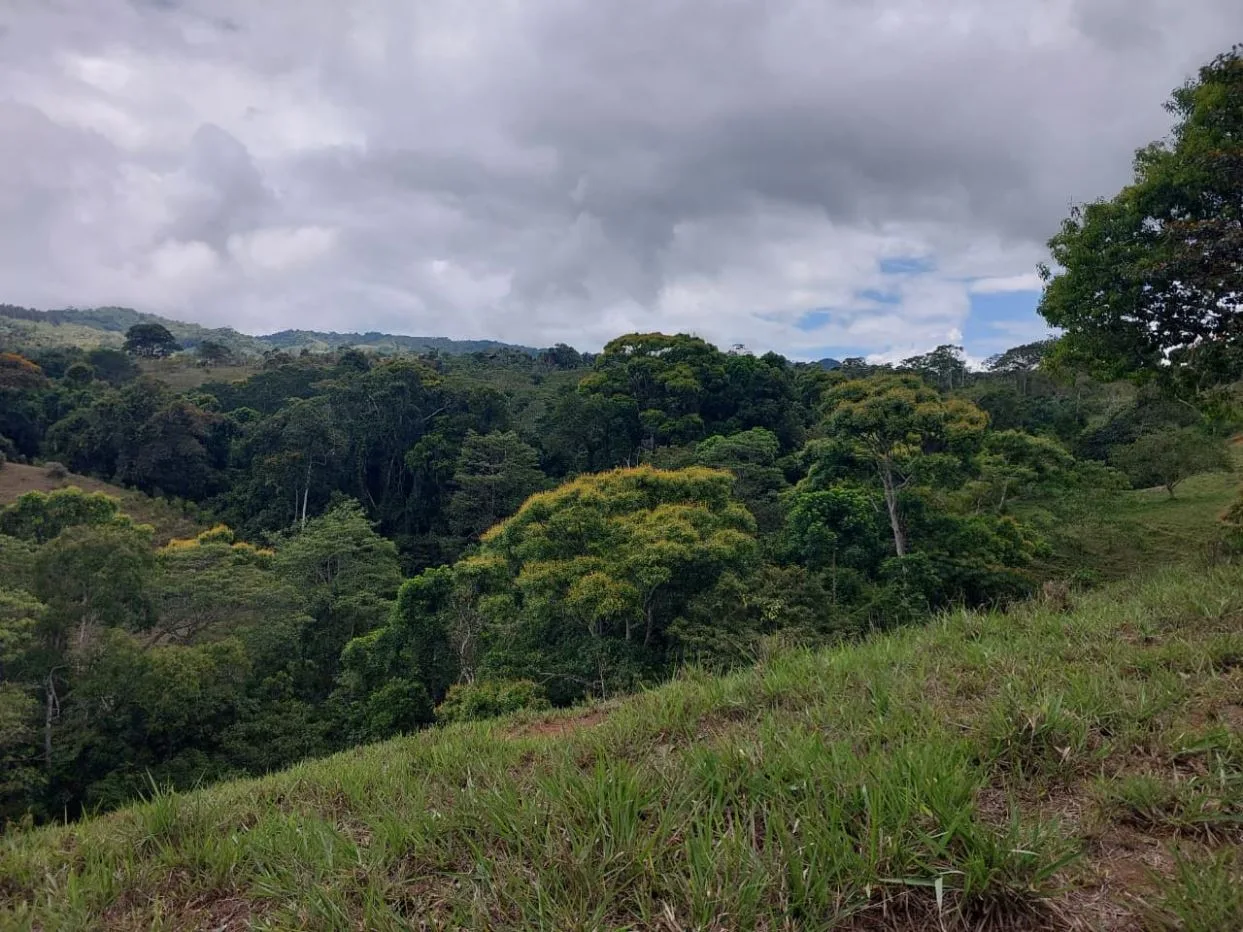 For Sale: 4.9-Hectare Estate of Nature and Fruit Trees in Alto Esperanzas – Open Views &amp; Total Privacy, photo 8
