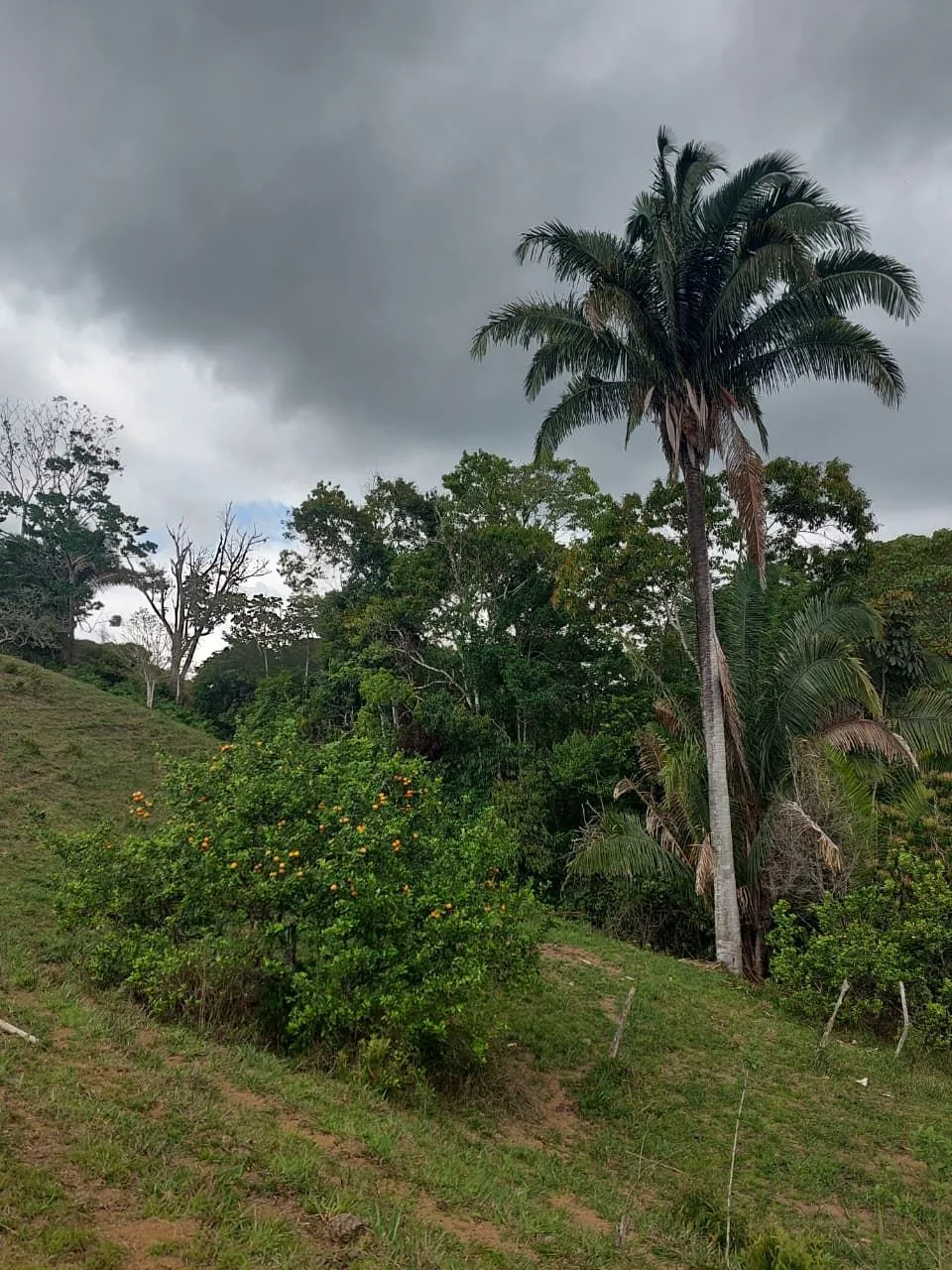 For Sale: 4.9-Hectare Estate of Nature and Fruit Trees in Alto Esperanzas – Open Views &amp; Total Privacy, photo 9