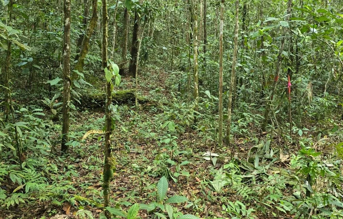 Hidden Tropical Gem, stunning Farm for sale in Santa Elena., photo 7