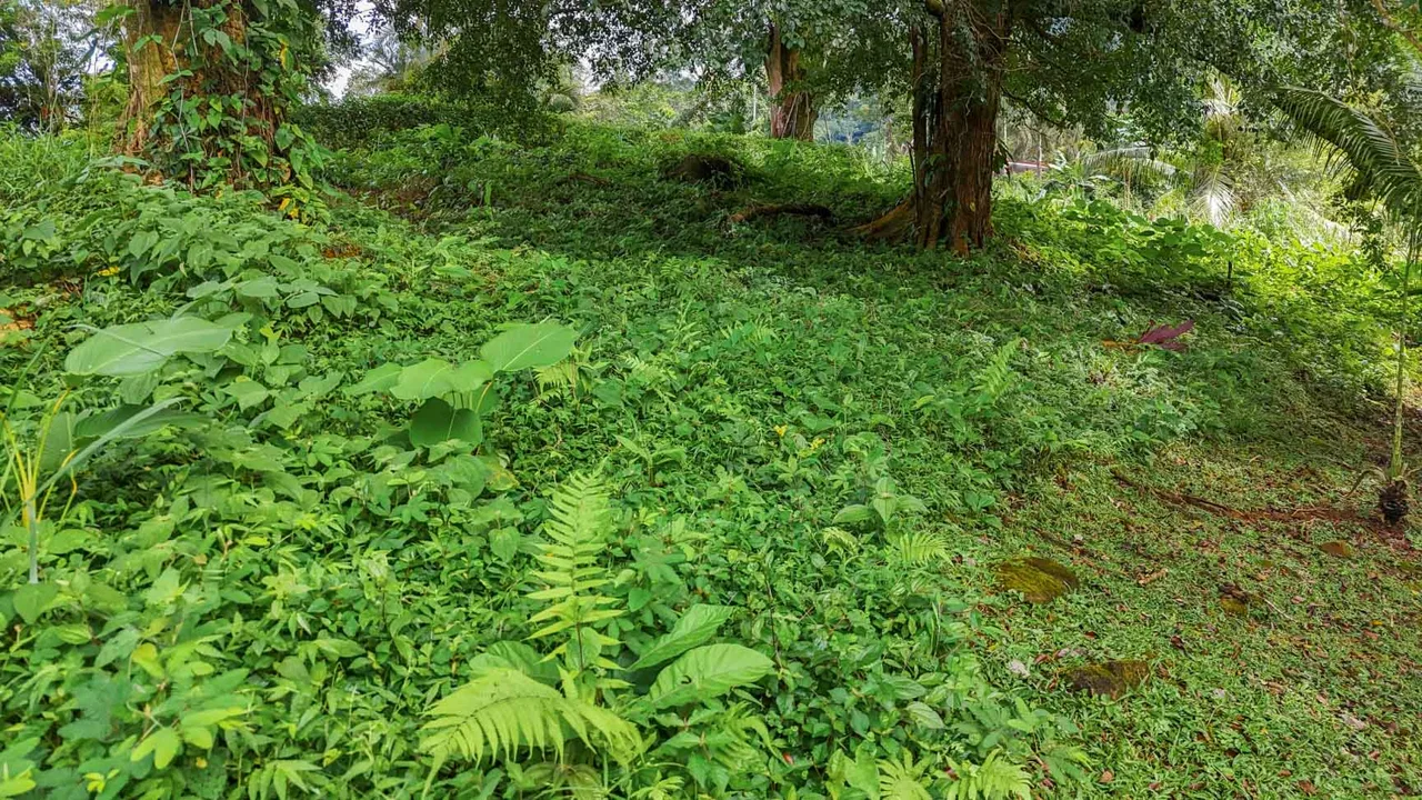 BUILDING PROPERTY WITH PUBLIC ROAD IN FRONT, IN TORTUGA ARRIBA – 0.16 ACRES, photo 17