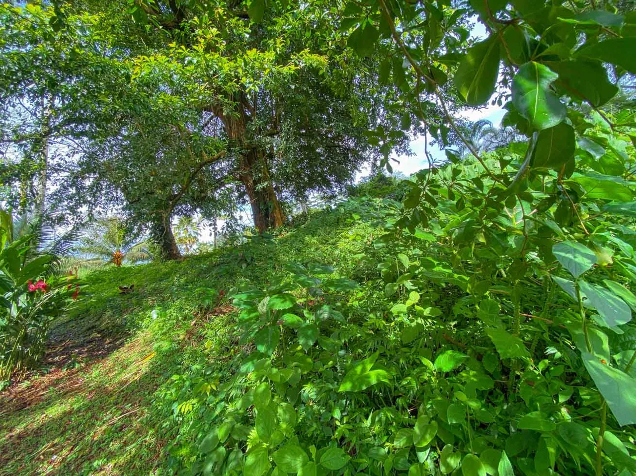 BUILDING PROPERTY WITH PUBLIC ROAD IN FRONT, IN TORTUGA ARRIBA – 0.16 ACRES, photo 23
