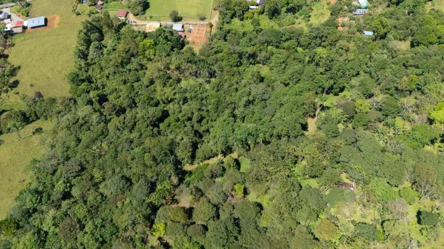 HERMOSA FINCA DE 10+ HECTÁREAS EN QUIZARRÁ, EXCELENTE UBICACIÓN - Venta en Perez Zeledón, photo 11