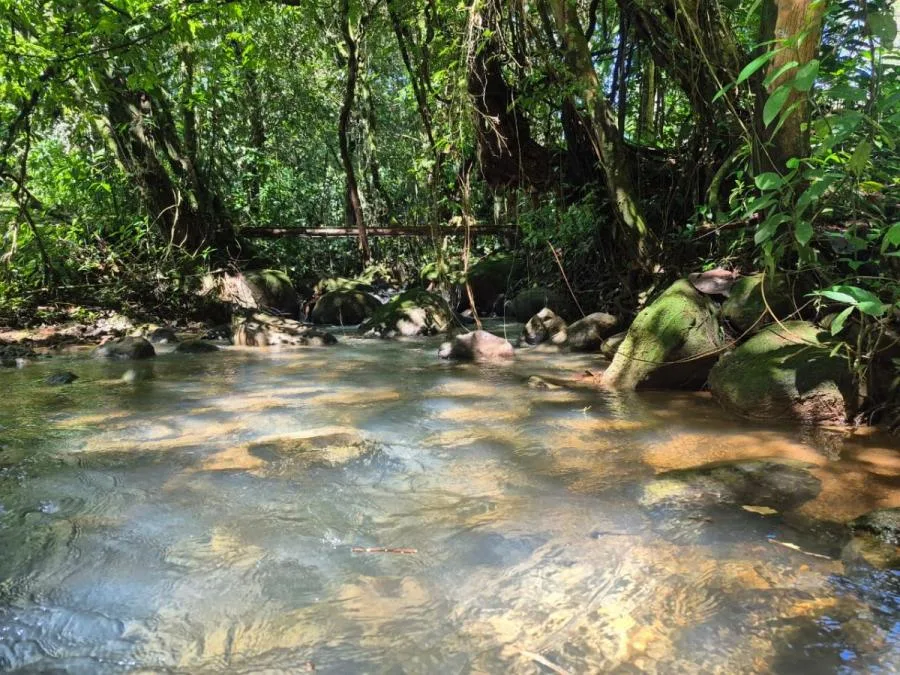 HERMOSA FINCA DE 10+ HECTÁREAS EN QUIZARRÁ, EXCELENTE UBICACIÓN - Venta en Perez Zeledón, photo 12