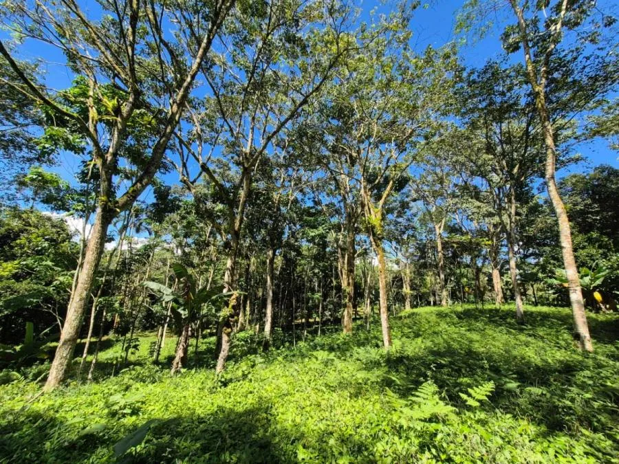 HERMOSA FINCA DE 10+ HECTÁREAS EN QUIZARRÁ, EXCELENTE UBICACIÓN - Venta en Perez Zeledón, photo 13