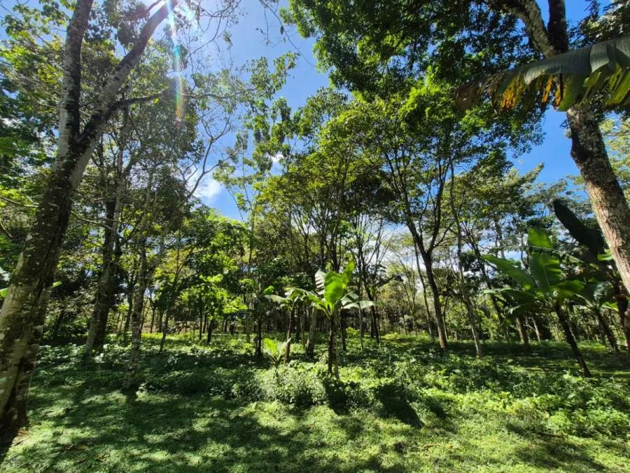 HERMOSA FINCA DE 10+ HECTÁREAS EN QUIZARRÁ, EXCELENTE UBICACIÓN - Venta en Perez Zeledón, photo 7