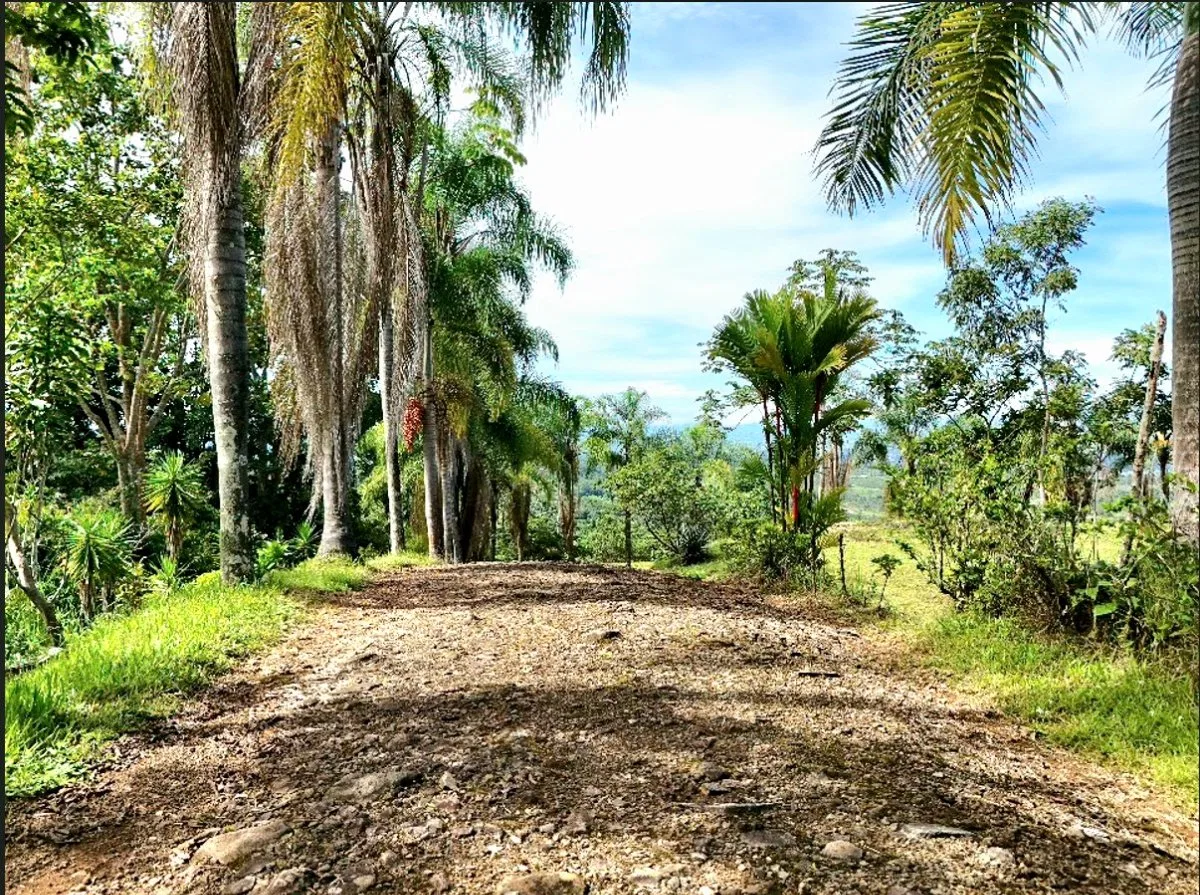 SE VENDE MACROFINCA CON VISTAS PANORAMICAS Y AUTONOMIA HIDRICA EN MIRAVALLES - Venta en Pérez Zeledón, photo 5