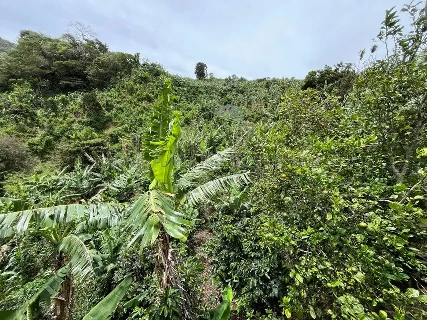 RAH 27-740 MJM An excellent opportunity for those looking for a wide, nature-surrounded land with very good connection to San Jose and Heredia. More than 3000 square mtrs of land and ..., photo 4