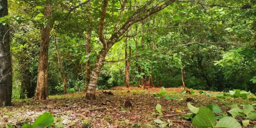 Exclusivo terreno para club campestre en Escazú (#26-1313) GS - Venta en Escazú, photo 9