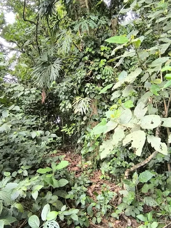 Land for Sale in La Fortuna, Views of the Volcano and Lake, photo 5