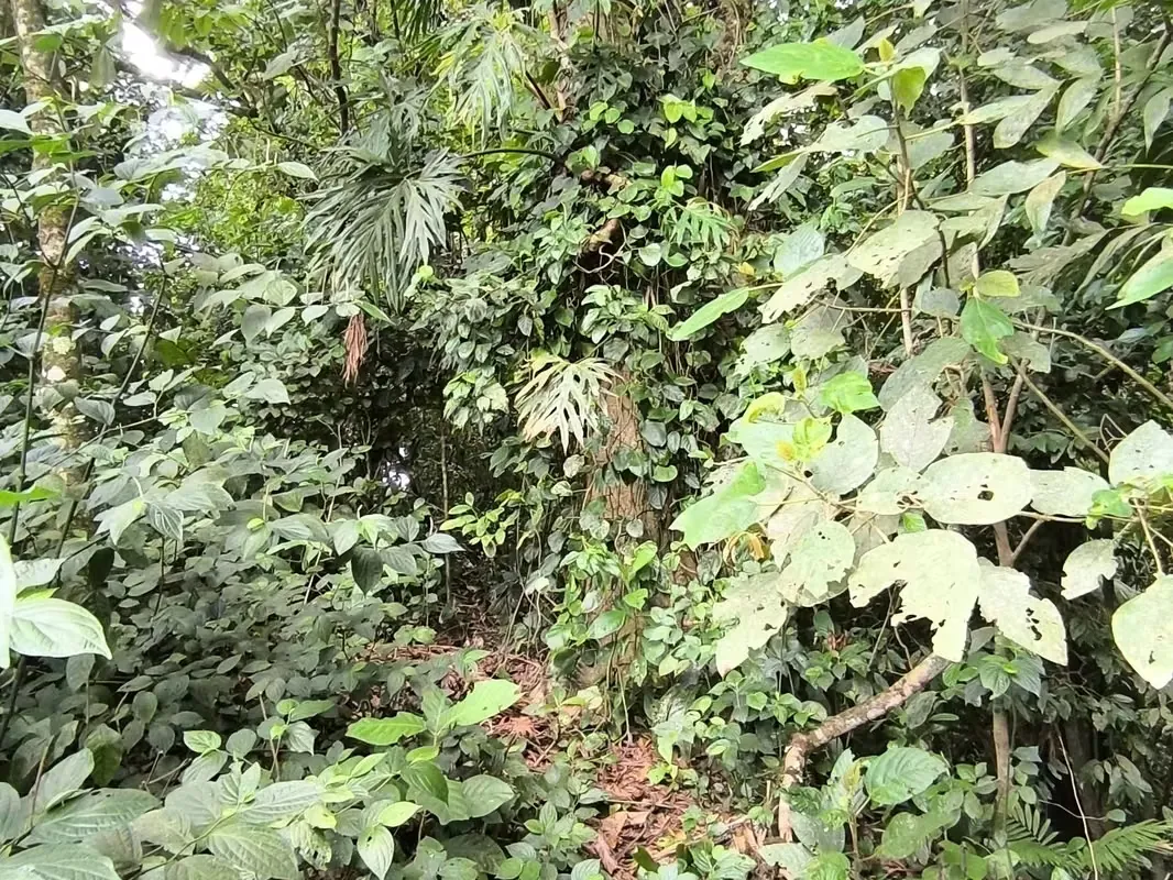 Land for Sale in La Fortuna, Views of the Volcano and Lake, photo 6