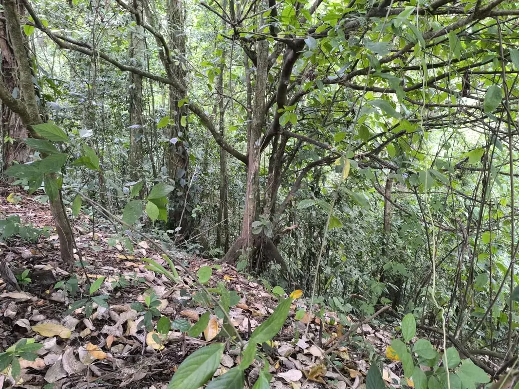 Land for Sale in La Fortuna, Views of the Volcano and Lake, photo 7