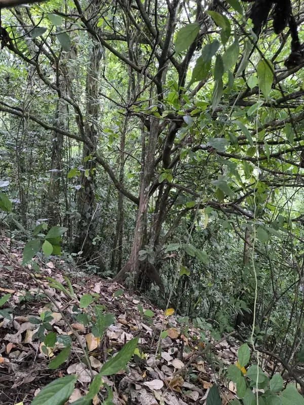 Land for Sale in La Fortuna, Views of the Volcano and Lake, photo 8