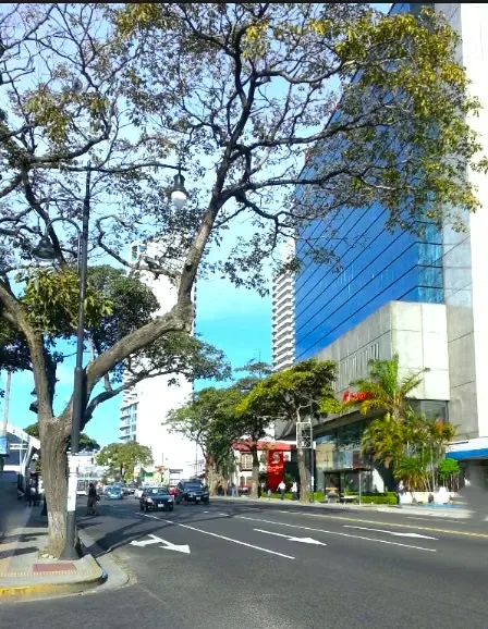 Ubique su empresa en uno de los edificios corporativos más reconocidos de San José. Torre Mercedes ofrece oficinas modernas, listas para ocupar, con excelente iluminación, seguridad ...