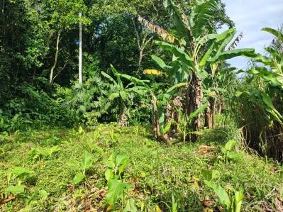 ¡Su propio paraíso natural espera por usted en Puerto Vargas, Cahuita!, photo 2