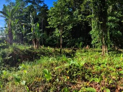 ¡Su propio paraíso natural espera por usted en Puerto Vargas, Cahuita!, photo 4