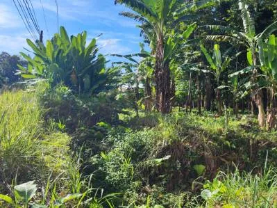 ¡Su propio paraíso natural espera por usted en Puerto Vargas, Cahuita!, photo 5