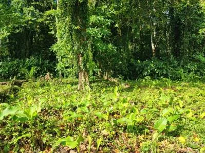 ¡Su propio paraíso natural espera por usted en Puerto Vargas, Cahuita!, photo 6