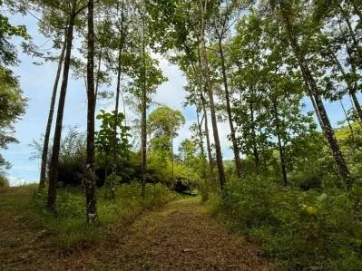 Terreno de lujo rodeado de exuberante selva y bordeado por un arroyo con vista al océano., photo 3