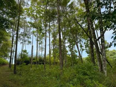 Terreno de lujo rodeado de exuberante selva y bordeado por un arroyo con vista al océano., photo 4